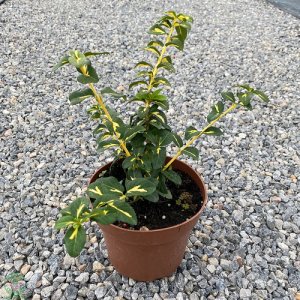 Bršlen Fortuneov (Euonymus Fortunei) ´SUNSPOT´ - priemer rastliny 10-20 cm, kont. C2L